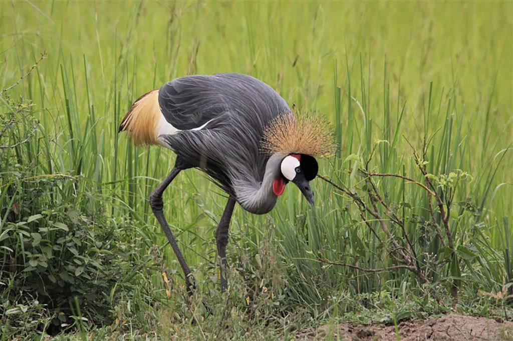 Crested crane - Uganda national symbol